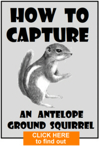 Squirrel