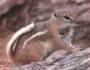 Antelope squirrel