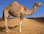 Camel