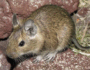 Degu