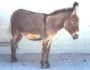 Donkey