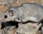 Dormouse