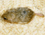 Fat-tailed gerbil