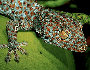 Gecko