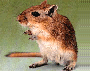 Gerbil
