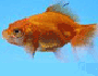 Goldfish