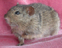 Grass rat