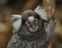 Marmoset