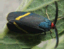 Moth