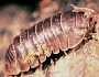 Pill bug