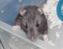 Rat