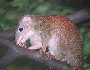 Tree Shrew